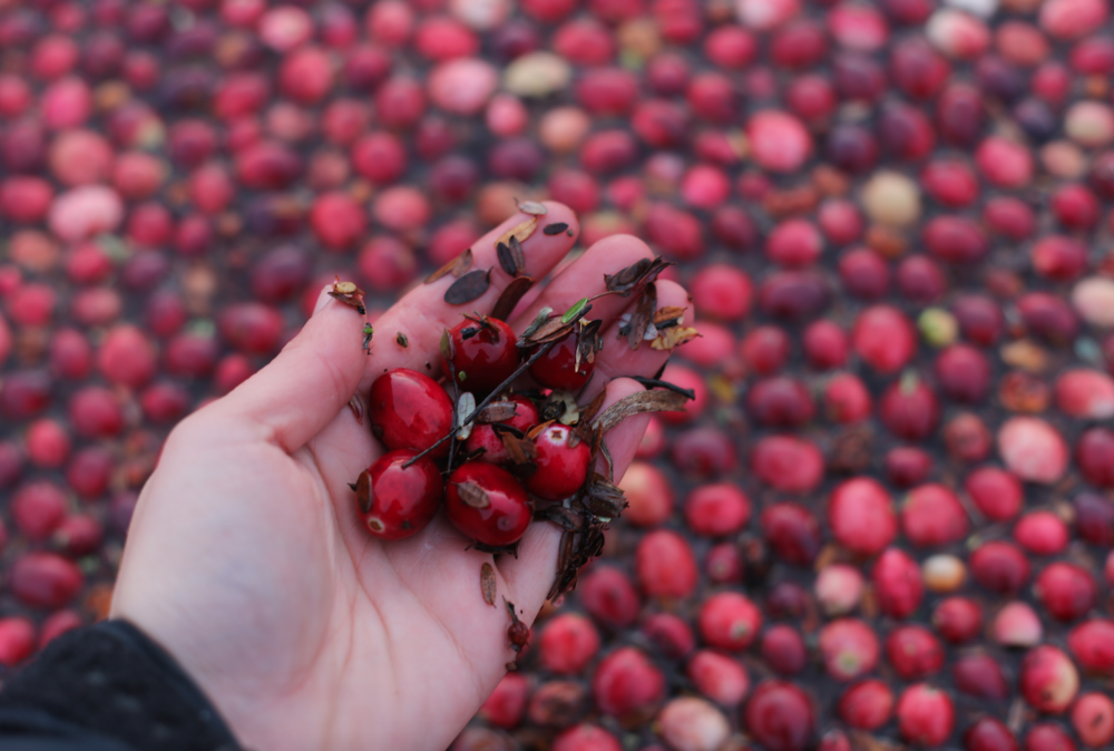 The Protective Effects of Cranberry