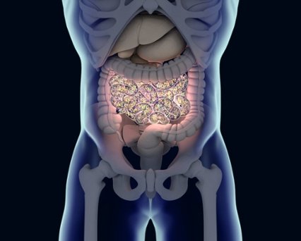 Gut Microflora May Influence Obesity